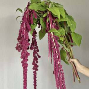 Amaranthus caudatus ‘Boom Viola’