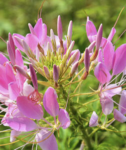 Cleome spinosa ‘Rosa’