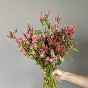 Celosia argentea cristata ‘Corallo’