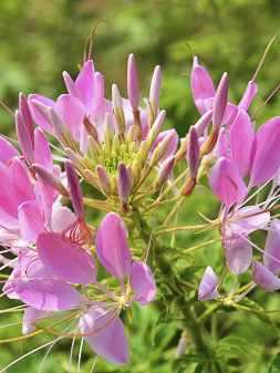 Cleome spinosa ‘Rosa’