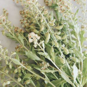 Reseda odorata