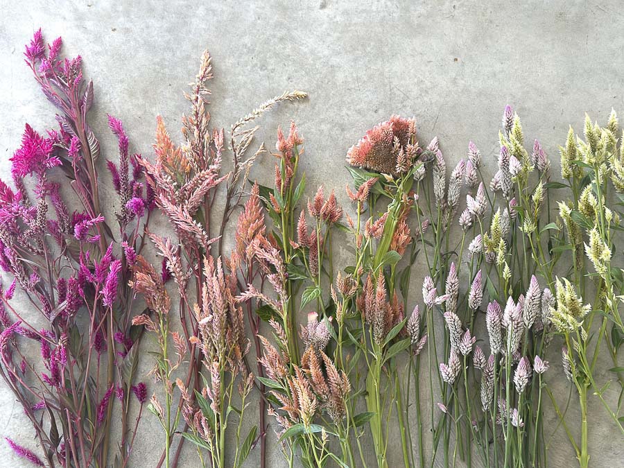 Fantasia di Celosia - immagine 2