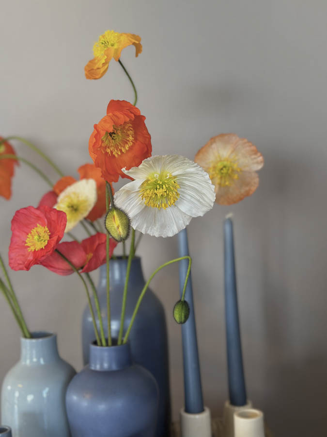 Papaver nudicaule ‘Ballerina mix’ - Image 2