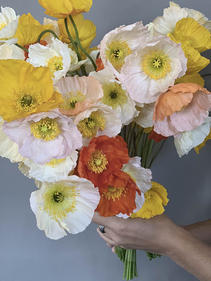 Papaver nudicaule ‘Ballerina mix’ - Image 3