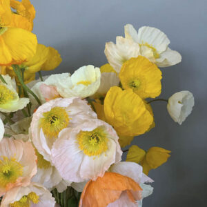 Papaver nudicaule ‘Ballerina mix’